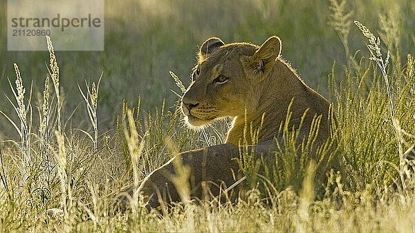 Ruhender weiblicher Löwe (Panthera leo) Löwin im Gegenlicht der Abendsonne Kalahari Südafrika