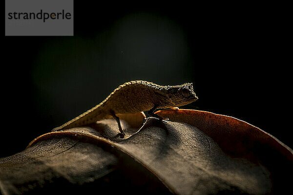 Neubeschriebene Chamäleonart  Brookesia nofy aus den Tieflandregenwäldern im Osten von Madagaskar