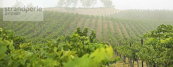 Schöner Weinberg Landschaft Banner