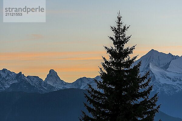 Tanne mit Matterhorn  Abendsonne  Silhouette  Tourismus  Wallis  Schweiz  Europa