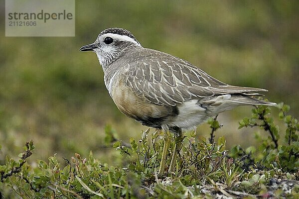 Mornellregenpfeifer  (Eudomias morinellus)  Schweden  Europa