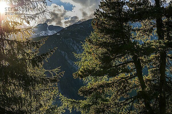 Wanderweg im Arvenwald  Arven (Pinus cembra)  Lichtstimmung  Gegenlicht  Sonne  Tourismus  Natur  Naturlandschaft  Aletsch-Gebiet  Wallis  Schweiz  Europa