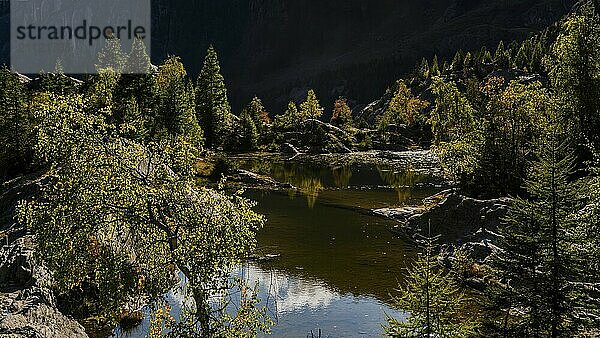 Wanderweg am Grünsee  Arven (Pinus cembra)  Lichtstimmung  Gegenlicht  Sonne  Tourismus  Massaschlucht im Aletsch-Gebiet  Wallis  Schweiz  Europa