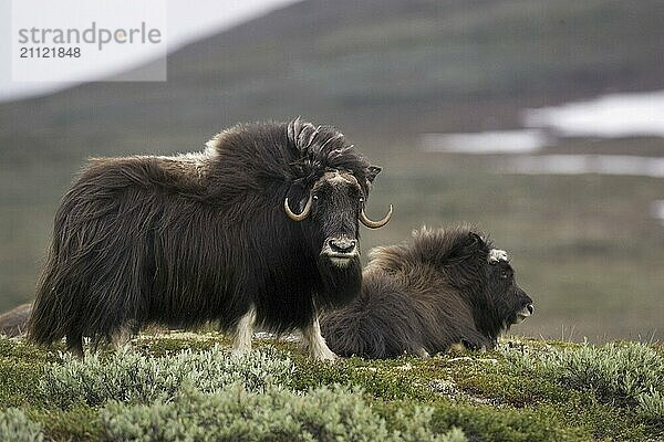 Moschusochse  (Ovibos moschatus)  zwei Tiere  Skandinavien