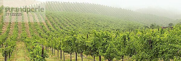 Schöner Weinberg Landschaft Banner