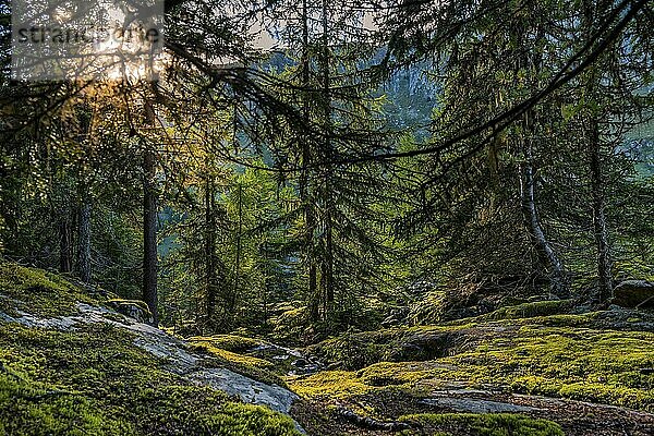 Wanderweg im Arvenwald  Arven (Pinus cembra)  Lichtstimmung  Gegenlicht  Sonne  Tourismus  Natur  Naturlandschaft  Aletsch-Gebiet  Wallis  Schweiz  Europa