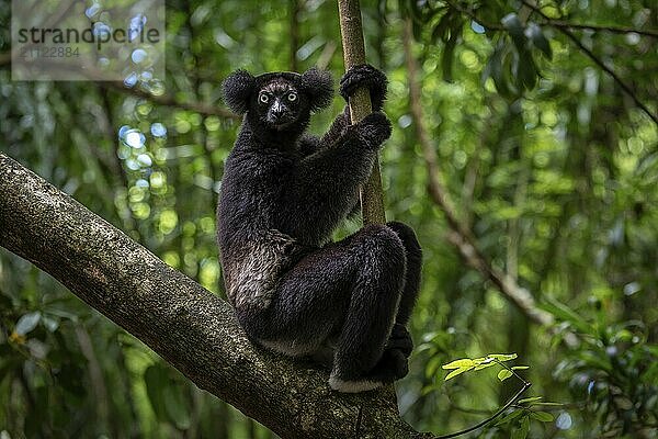 Indro Lemur aus den Bergnebelwäldern des Andasibe Nationalpark im Osten von Madagaskar