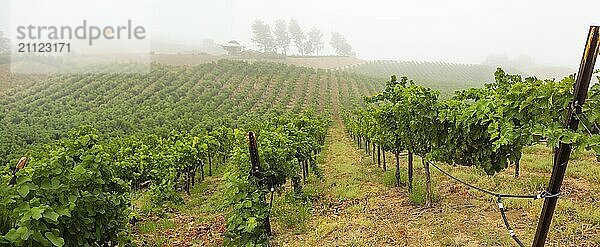 Schöner Weinberg Landschaft Banner