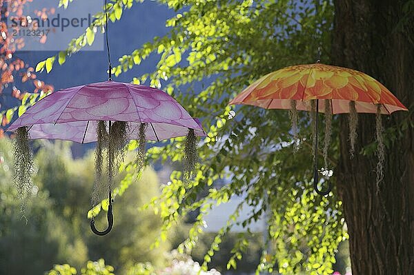 Bunte Schirme hängen in der Luft  Schattenspender  Sommer  Dekoration  Winterpromenade  Promenade  Gegenlicht  Meran  Merano  Südtirol  Autonome Provinz Bozen  Italien  Europa