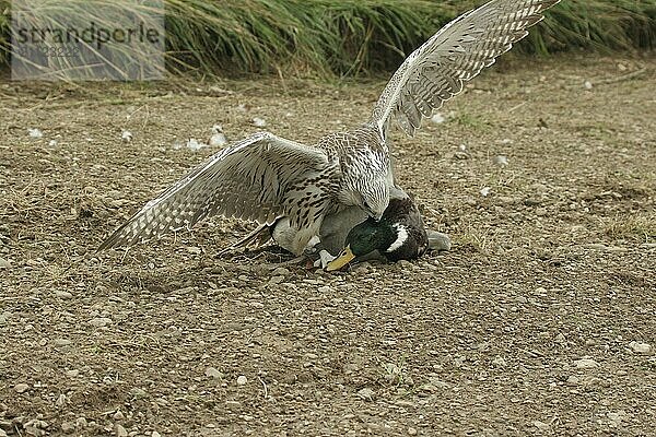 Gerfalke-Sakerfalke (Falco rusticolus  Falco cherrug) junger Hybrid Beizvogel mit geschlagenem Stockenten Erpel (Anas platyrhynchos) Allgäu  Bayern  Deutschland  Allgäu  Bayern  Deutschland  Europa