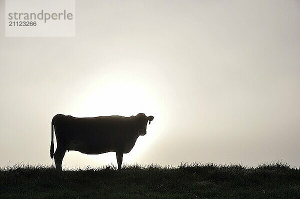 Silhouette einer Jersey Kuh auf der Weide  Westküste  Neuseeland  Ozeanien