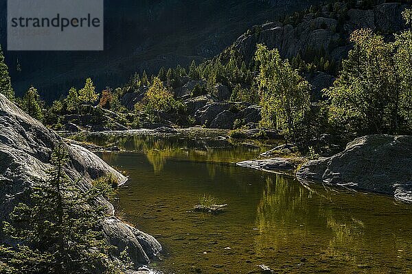 Wanderweg am Grünsee  Arven (Pinus cembra)  Lichtstimmung  Gegenlicht  Sonne  Tourismus  Massaschlucht im Aletsch-Gebiet  Wallis  Schweiz  Europa