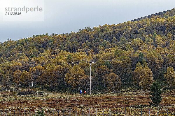 Hügelige Landschaft mit bunt gefärbten Herbstwäldern und zwei Menschen in der Ferne  Pilgerroute  Königsweg  Dovrefjell-Sunndalsfjella-Nationalpark  Norwegen  Europa