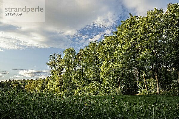 Ein idyllischer Wald im letzten Licht des Tages  strahlendes Grün der Blätter und ein schöner Himmel mit Wolken  still und ruhig  Allensbach  Bodensee  Baden-Württemberg  Deutschland  Europa