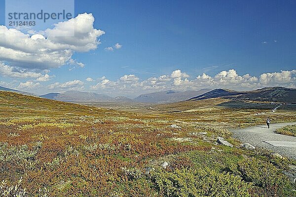 Weitläufige herbstliche Landschaft mit einem Feldweg und entfernten Bergen unter einem blauen Himmel  Wanderung zum Snöhetta Aussichtspunkt  Rentierflechte  Dovrefjell-Sunndalsfjella-Nationalpark  Norwegen  Europa