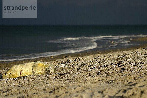 Einsames Kegelrobbenbaby im Übersichtsbild am Strand von Helgoland