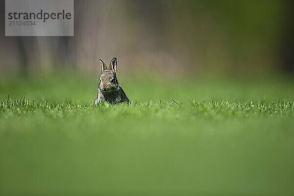 Ein freigestelltes Wildkaninchen schaut auf einer grünen Wiese Richtung Kamera