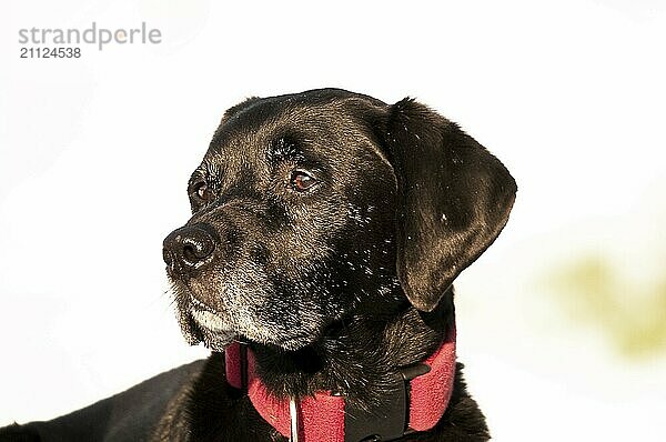 Labrador-Portrait mit weißem Hintergrund