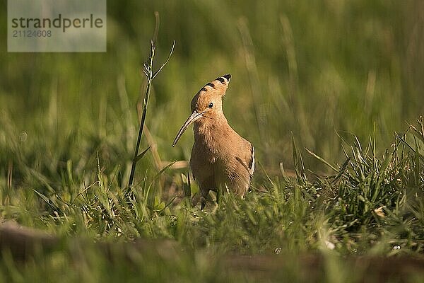 Wiedehopf auf einer Wiese bei der Futtersuche