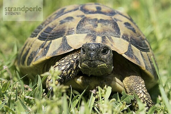 Eine Griechische Landschildkröte laufend auf einer Wiese in der Frontalansicht