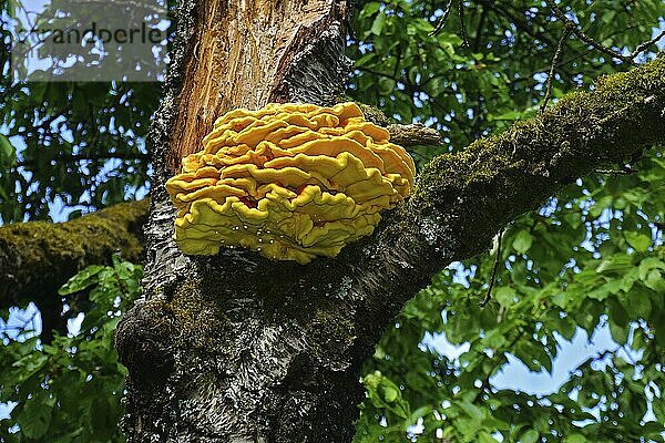 Gemeiner Schwefelporling  Laetiporus sulphureus  chicken mushroom  sulfur polypore mushroom  sulphur polypore