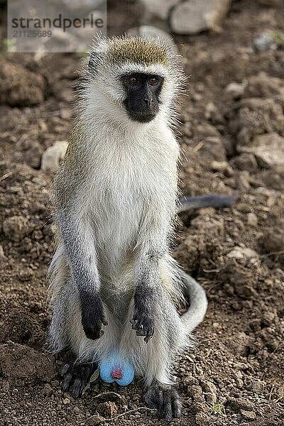 Sitzendes Tantalus-Grünmeerkatzen Männchen mit den artspezifischen Merkmalen