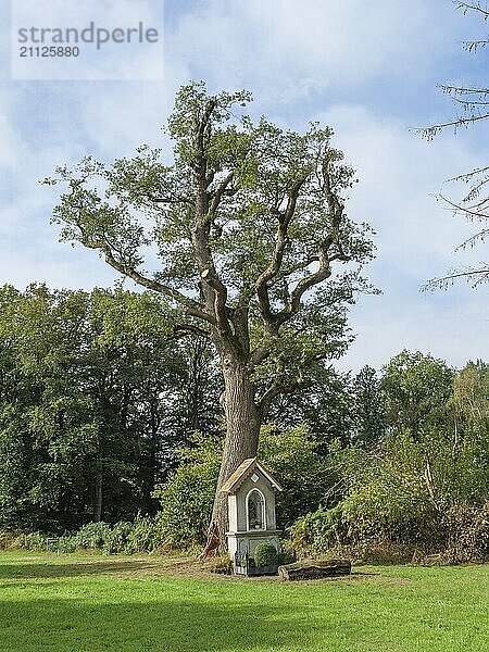 Großer Baum mit einem Heiligenhäuschen auf einer grünen Wiese  ruhige und friedliche Atmosphäre  vreden  münsterland  deutschland