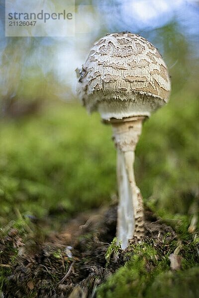 Pilz mit alten Objektiv fotografiert auffälliges Bokeh