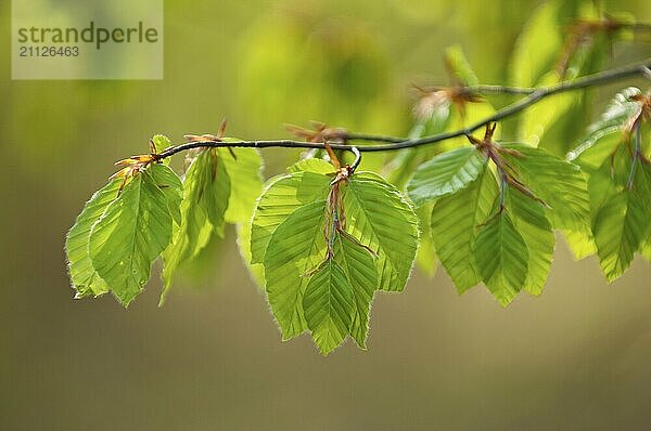 Frische  junge Buchenblätter im Frühling mit Gegenlicht