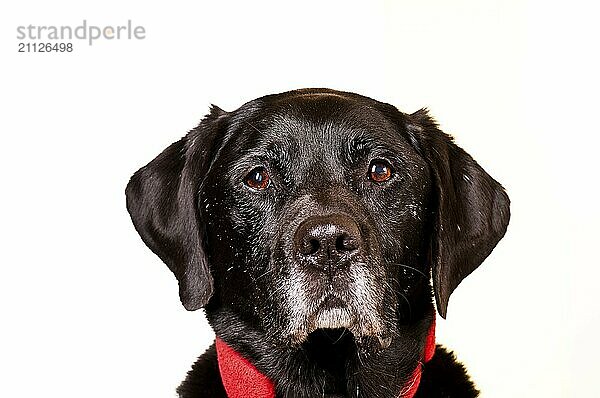 Labrador-Portrait mit weißem Hintergrund