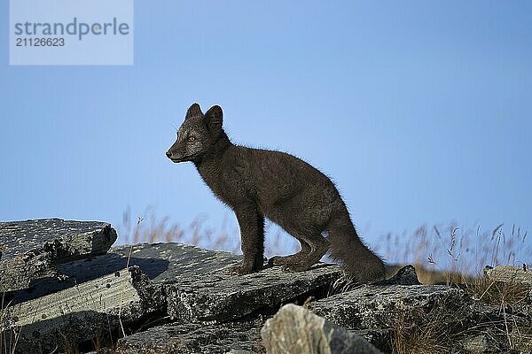 Jungtier eines dunklen Polarfuchses in der Seitenansicht auf Geröllplatten freigestellt vor blauem Himmel