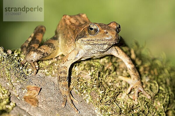 Griechischer Frosch in der Frontalansicht auf einem bemoosten Stein