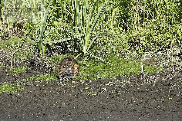 Ein Nutria weidet am Ufer Gras