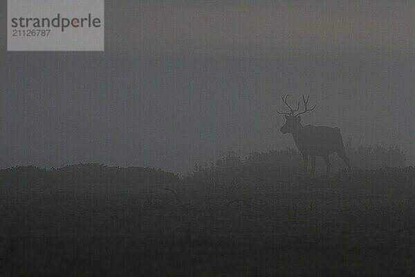 Eine Rentier-Silhouette in der Morgendämmerung bei Nebel