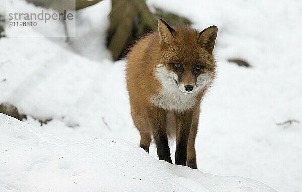 Ein Fuchs im Schnee in der Vorderansicht