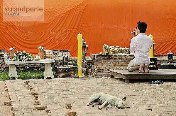 Mann betend am buddhistischen Schrein in Ayutthaya  Thailand  Asien