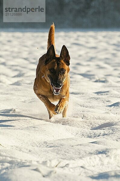 Laufender Malinois im Schnee