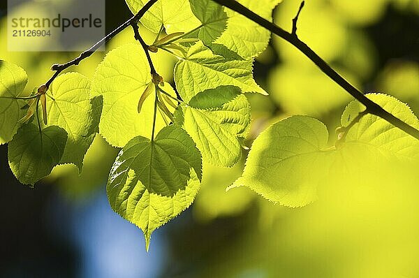 Frische  junge Lindenblätter im Frühling mit Gegenlicht