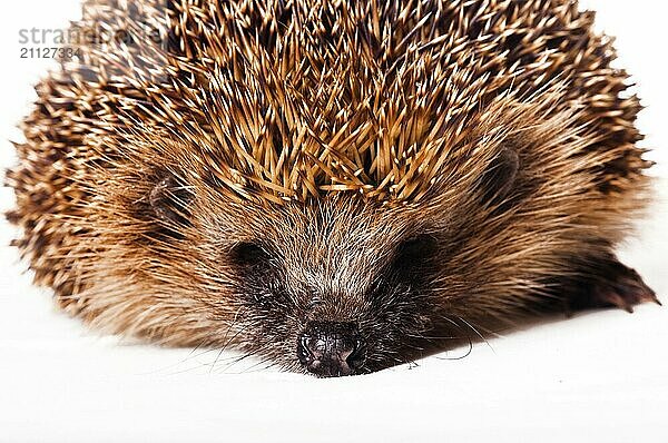 Igel auf weißem Hintergrund