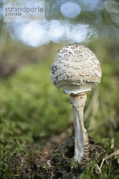 Pilz mit alten Objektiv fotografiert auffälliges Bokeh