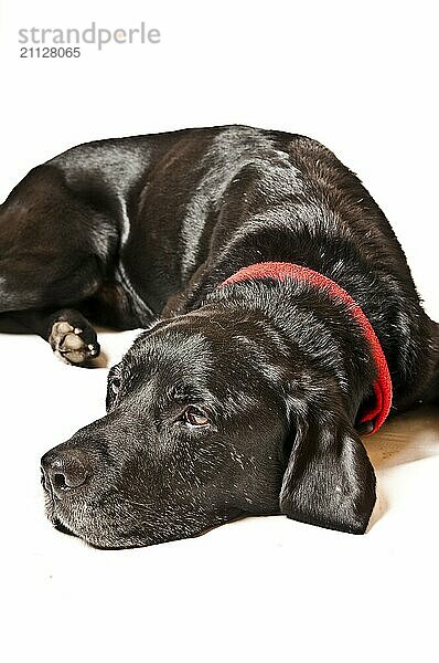 Labrador vor weißem Hintergrund