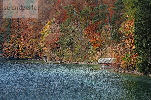 Schöne Herbstlandschaft mit einer Holzhütte am Alpsee  umgeben von buntem Herbstwald  in Füssen  Bayern  Deutschland  Europa