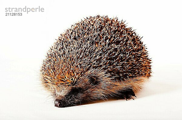 Igel auf weißem Hintergrund