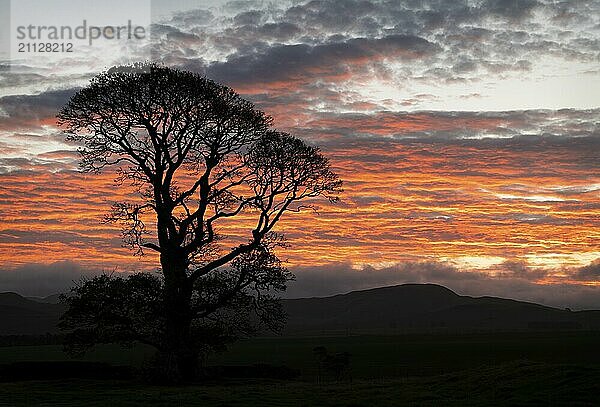 Eine Baumsilhouette bei Sonnenaufgang  Schottland  Großbritannien  Europa