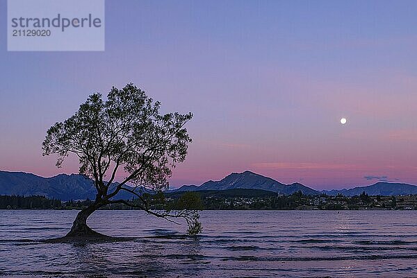 Blick auf den Wanaka Baum und den Wanaka See bei Sonnenuntergang  Neuseeland  Ozeanien