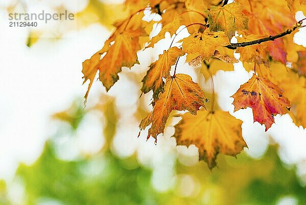 Designidee oder Kontext für ein Herbstkonzept  mit roten und orangen Blättern im Fokus und einem unscharfen Hintergrund aus grünen Blättern und Licht. Selektiver Fokus