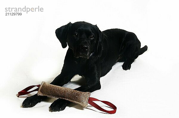 Schwarzer Labradormischling mit Spielzeug auf weißem Hintergrund