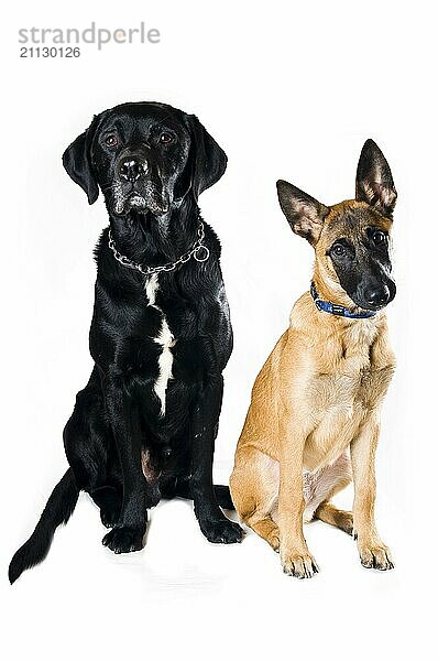 Malinois und Labradormix auf weißem Hintergrund