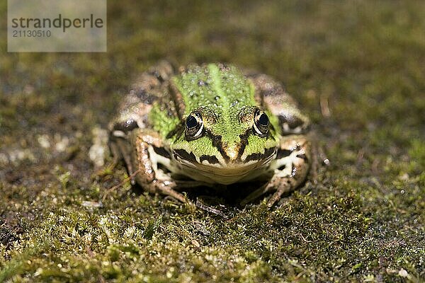 Ein Wasserfrosch in der Frontalansicht am Ufer auf grüner Vegetation