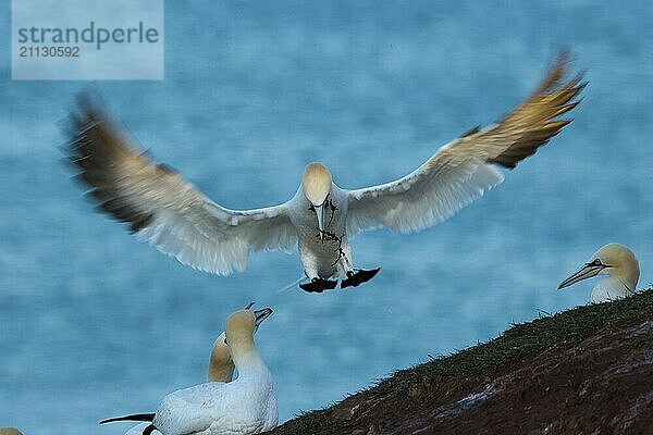 Ein landender Basstölpel mit ausgebreiteten Schwingen vor einem Felsvorsprung auf Helgoland in der Frontale